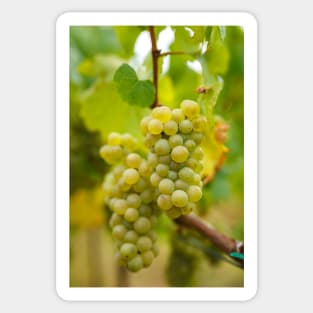 Ripening grapes on the vine Sticker